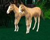 ANIMATED  LITTLE  HORSES