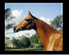 (RS)Arabian horse