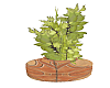 Plant in Terracotta pot