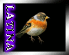 [ML]Bird II