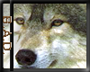 Wolf Head Sticker
