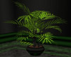MS Palm Tree