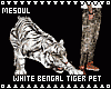 White Bengal Tiger Pet