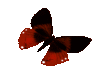 red butterfly sticker