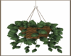 Potted Hanging Plant 2