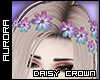 A| Daisy Crown - Meadow