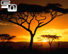 Sunset Tanzania Poster