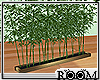 !R! Zen Bamboo Plants