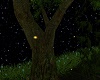 (X) Golden Fireflies