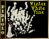 Winter White Vine