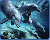 Magical dolphins