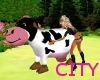 (C75) Bella the cow