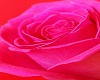 Romantic pink flower