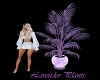 lavender Plants