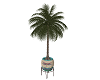 Potted Palm