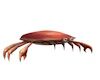 Animated Crab