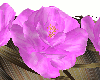 [BD]Pink Rose Crown