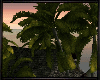 SC^Sunset Beach