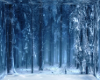 Dark Winter Forest Bg