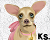 ♕ Chihuahua