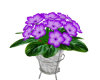 African Violets