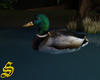 duck animated