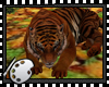 (*A) Sumatrae Tiger Wk