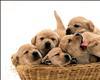 Puppies in a Basket