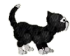 Hw: Black Kitty Cat