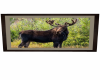 Moose picture