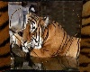 Tiger Love 