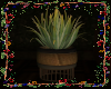 *Plant & Pot