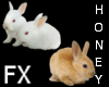 *h* Bunny FX