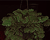 Dn. Ceiling Plant