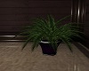 The Office Plant
