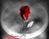 {B}Red Rose 