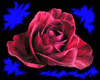 Red Tiger Rose