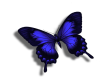 blue butterfly R