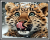 ❄ Amur Leopard Cub BG
