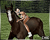 !T! Country Horse