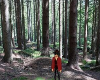 Forestry Background
