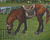 [IH]appaloosa brwn horse