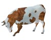 BROWN AND WHITE COW