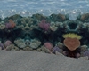 coral reef surround