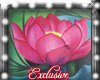 Lotus canvas 2 