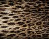 leopard background 2