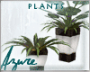 *A* Dream Master Plants