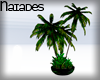N| Arecaceae
