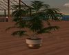 :G:Dream Plant