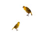 Yellow Weaver Birds